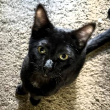 Carlos -  Domestic Short Hair Cat for Adoption in Lenexa, Kansas - Carlos | PetCurious