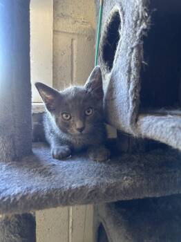 Roberto -  Domestic Short Hair Cat for Adoption in Ontario, California - Roberto | PetCurious