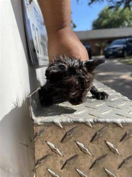 Domestic Short Hair Cats Available for Adoption in Houston, Texas - A655840 | PetCurious