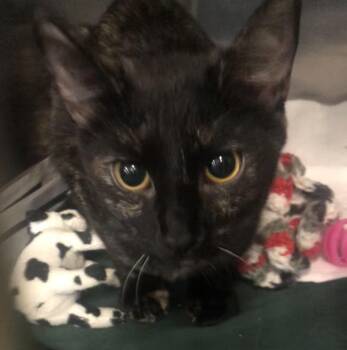 Domestic Short Hair Cats Available for Adoption in Parma, Ohio - Tilly | PetCurious