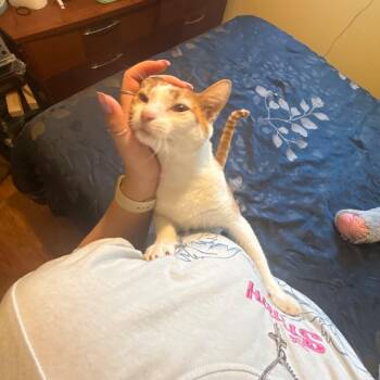 Peaches -  Domestic Short Hair Cat for Adoption in Odenton, Maryland - Peaches | PetCurious