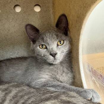 Rescue Domestic Short Hair Cats for Adoption in Bastrop, Texas - Koby 25-11-034 | PetCurious