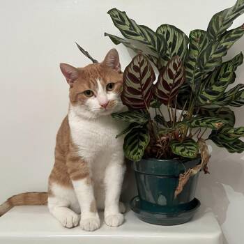 Domestic Short Hair Cats Available for Adoption in Philadelphia, Pennsylvania - Lester | PetCurious