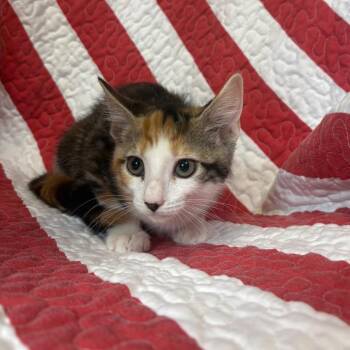 Arabella -  Domestic Short Hair Cat for Adoption in Columbus, North Carolina - Arabella | PetCurious