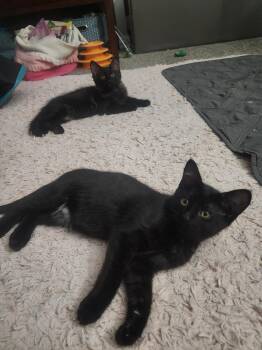 Mick -  Domestic Medium Hair Cat for Adoption in Crystal Lake, Illinois - Mick | PetCurious