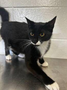 Domestic Short Hair Cats Available for Adoption in Spruce Pine, North Carolina - Kringle | PetCurious