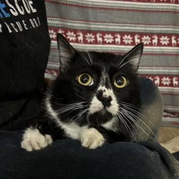 Domestic Short Hair Cats Available for Adoption in Hemet, California - Wisconsin | PetCurious