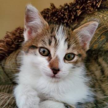 Milo -  Domestic Short Hair Cat for Adoption in Waldorf, Maryland - Milo | PetCurious