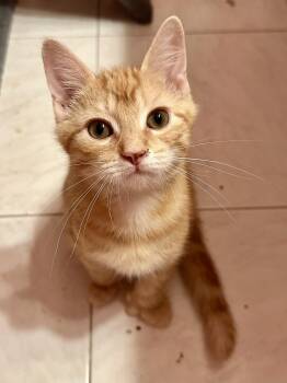 Messi -  Domestic Short Hair Cat for Adoption in Albany, New York - Messi | PetCurious