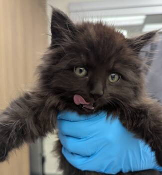 Rescue Domestic Long Hair Cats for Adoption in Troutdale, Oregon - Matcha (mcas) | PetCurious