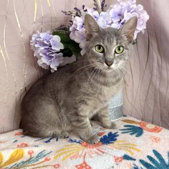 Cressida -  Domestic Short Hair Cat for Adoption in Long Beach, Mississippi - Cressida | PetCurious