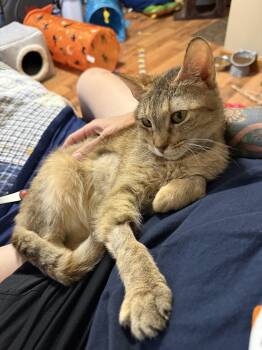 Fiona -  Domestic Short Hair Cat for Adoption in Worcester, Massachusetts - Fiona | PetCurious