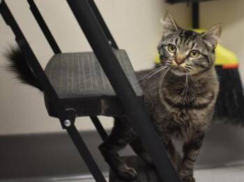 Connie -  Domestic Short Hair Cat for Adoption in Portland, Oregon - Connie | PetCurious