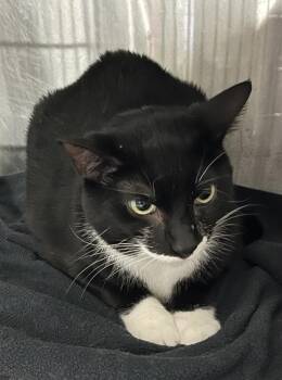 Domestic Short Hair Cats Available for Adoption - Toothless | PetCurious