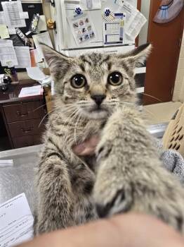 BEE -  Domestic Short Hair Cat for Adoption in Aliquippa, Pennsylvania - BEE | PetCurious