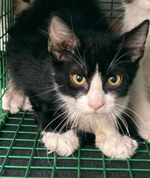 A886186 -  Domestic Medium Hair Cat for Adoption in Camarillo, California - A886186 | PetCurious