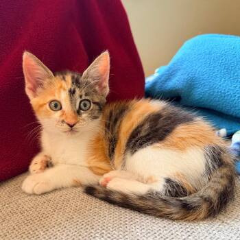 Pinky -  Domestic Short Hair Cat for Adoption in Jupiter, Florida - Pinky | PetCurious