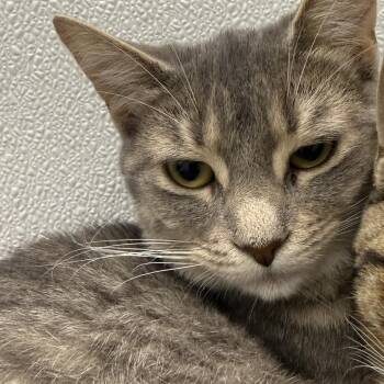 Rose -  Domestic Short Hair Cat for Adoption in New York, New York - Rose | PetCurious