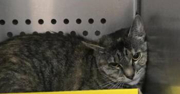 Rescue Domestic Short Hair Cats for Adoption in Orange, Virginia - Tigger | PetCurious