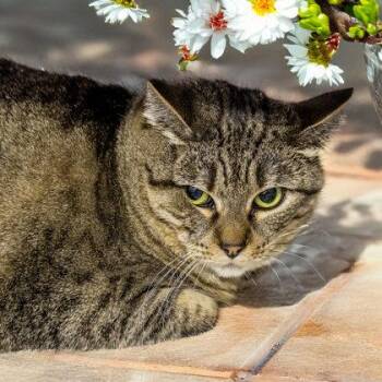 Domestic Short Hair Cats Available for Adoption in Camano, Washington - Mia | PetCurious