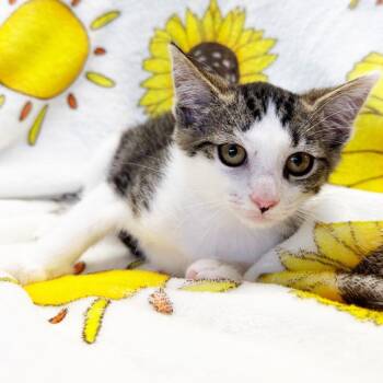 Sarah -  Domestic Short Hair Cat for Adoption in Mt. Juliet, Tennessee - Sarah | PetCurious