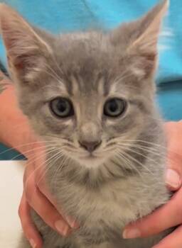 Rescue Domestic Short Hair Cats for Adoption in Elizabethton, Tennessee - PATTON | PetCurious