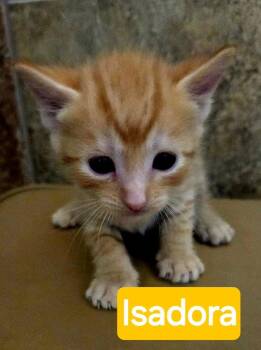 Isadora -  Domestic Short Hair Cat for Adoption in St. George, Utah - Isadora | PetCurious
