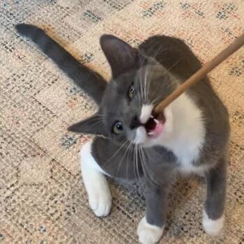 Rescue Tuxedo and Domestic Short Hair Cats for Adoption in New York, New York - JUNE - Affection Enthusiast | PetCurious