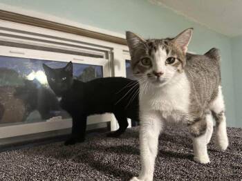 Rescue Manx and Domestic Short Hair Cats for Adoption in Lakesite, Tennessee - JIMMY & JOE | PetCurious