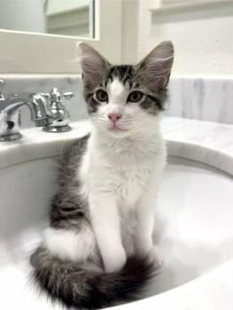 Sherlock -  Domestic Medium Hair Cat for Adoption in Frisco, Texas - Sherlock | PetCurious