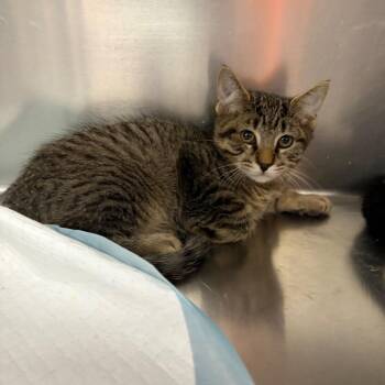 Christian -  Domestic Short Hair Cat for Adoption in Westminster, California - Christian | PetCurious