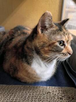 Domestic Short Hair Cats Available for Adoption in Austin, Texas - Magpie | PetCurious
