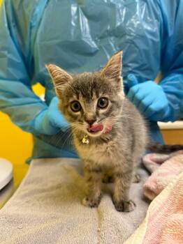 Starfire -  Domestic Short Hair Cat for Adoption in Raleigh, North Carolina - Starfire | PetCurious