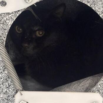 Jacques -  Domestic Short Hair Cat for Adoption in Salt Lake City, Utah - Jacques | PetCurious