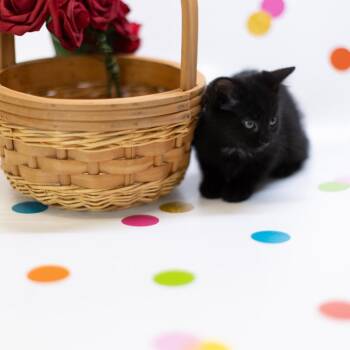 Plutonium-C -  Domestic Short Hair Cat for Adoption in East St. Louis, Illinois - Plutonium-C | PetCurious