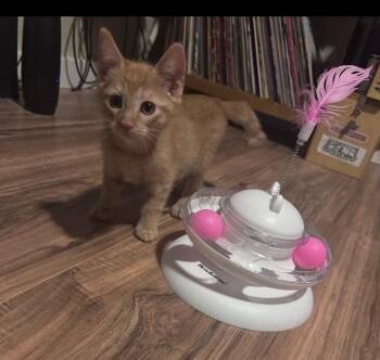 Tigger -  Domestic Short Hair Cat for Adoption in San Antonio, Texas - Tigger | PetCurious