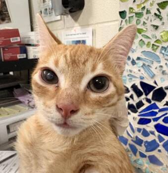 GUZMA -  Domestic Short Hair Cat for Adoption in Pensacola, Florida - GUZMA | PetCurious