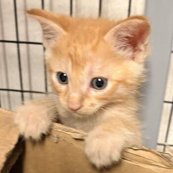 Churro -  Domestic Short Hair Cat for Adoption in Clarksville, Arkansas - Churro | PetCurious