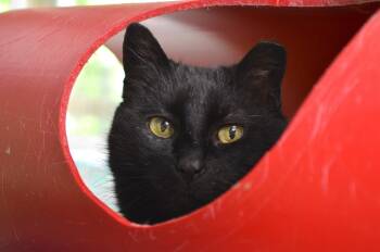 Rescue Domestic Short Hair Cats for Adoption in Westbrook, Connecticut - Biscuit | PetCurious