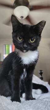 Orchard -  Domestic Short Hair Cat for Adoption in Dublin, Ohio - Orchard | PetCurious