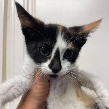 Domestic Short Hair Cats Available for Adoption in Hemet, California - Lola | PetCurious