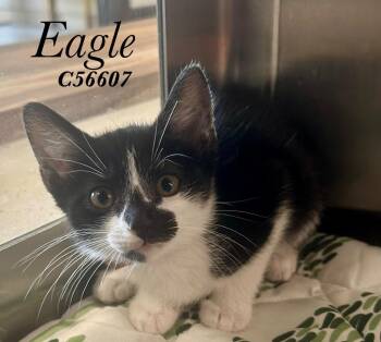 Eagle (Brown collar) -  Domestic Short Hair Cat for Adoption in Clarksville, Tennessee - Eagle (Brown Collar) | PetCurious