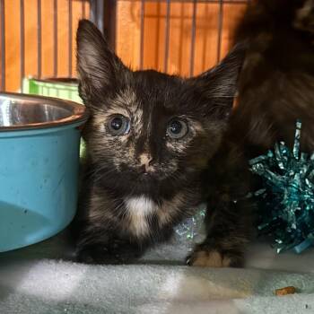 Opossum -  Domestic Short Hair Cat for Adoption in Kansas City, Missouri - Opossum | PetCurious