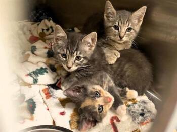 JULIET -  Domestic Short Hair Cat for Adoption in Tustin, California - JULIET | PetCurious