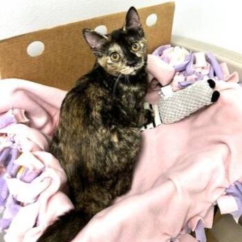 Domestic Short Hair Cats Available for Adoption - Lily | PetCurious