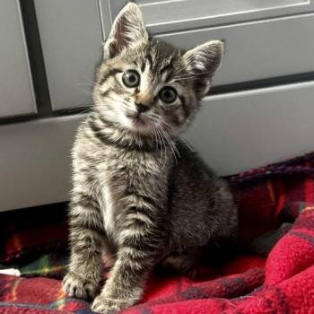 Meeko -  Domestic Short Hair Cat for Adoption in Richmond, Virginia - Meeko | PetCurious