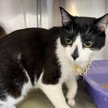 Chuck -  Domestic Short Hair Cat for Adoption in Manhattan, Kansas - Chuck | PetCurious