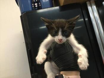 Domestic Short Hair Cats Available for Adoption in Thousand Palms, California - A1918128 | PetCurious