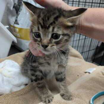 Tabby- orange -  Domestic Short Hair Cat for Adoption in Greenville, Pennsylvania - Tabby- Orange | PetCurious