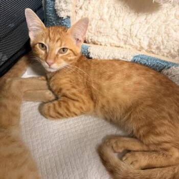 Gnocchi -  Domestic Short Hair Cat for Adoption in Tampa, Florida - Gnocchi | PetCurious